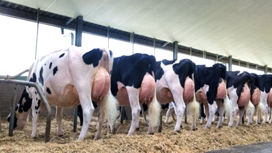 Dairy Udder Health Care